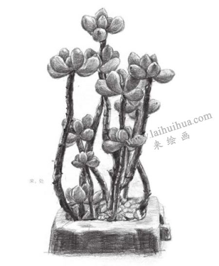 虹之玉素描畫(huà)法步驟08