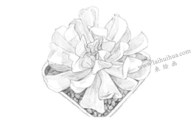 特玉蓮素描畫法步驟03