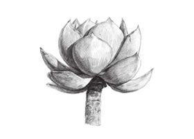 白鳳素描畫(huà)法步驟