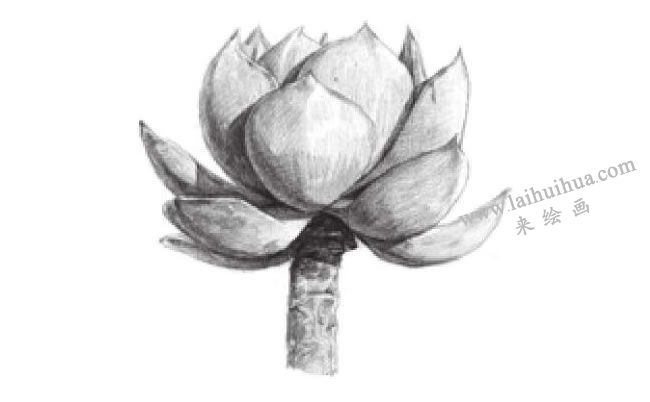 白鳳素描畫法步驟04