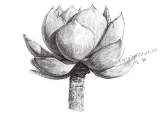 白鳳素描畫法步驟05