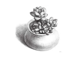 凝脂蓮素描畫(huà)法步驟