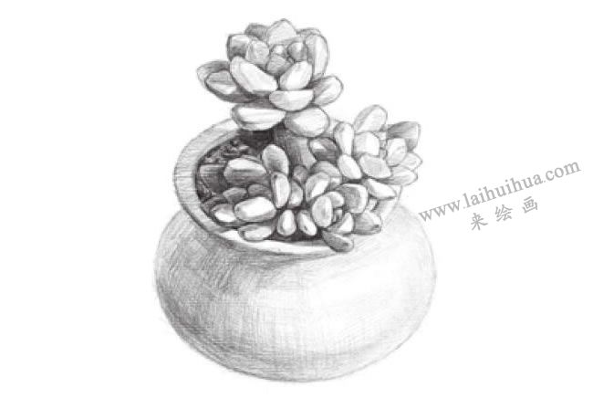 凝脂蓮素描畫法步驟04