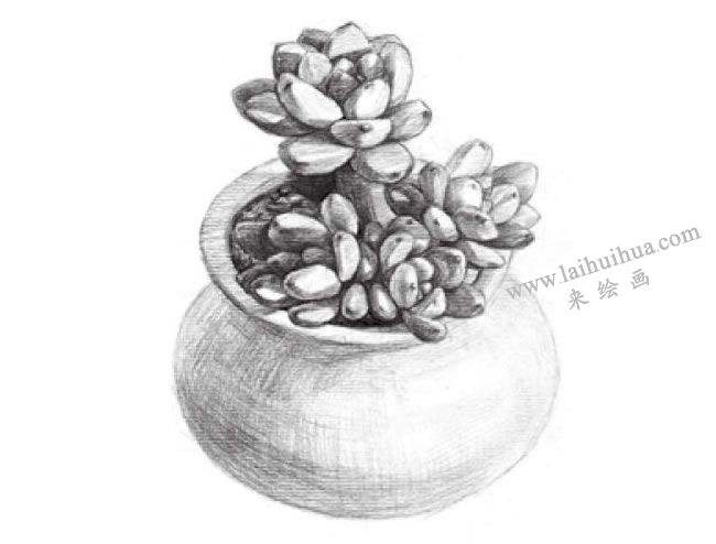 凝脂蓮素描畫法步驟05