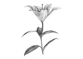 百合花素描畫(huà)法步驟