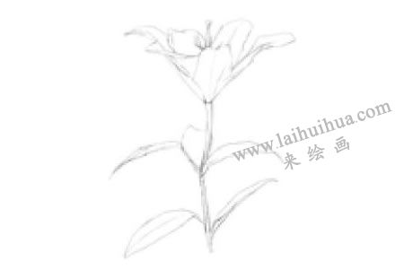 百合花素描畫法步驟01