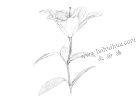 百合花素描畫法步驟02