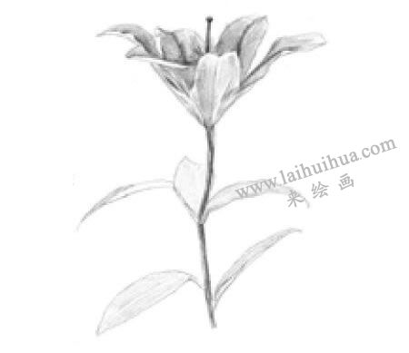 百合花素描畫法步驟03