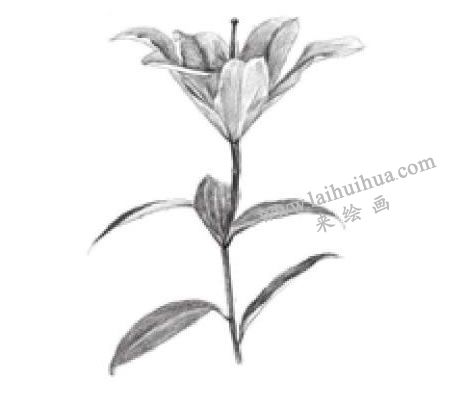 百合花素描畫法步驟04