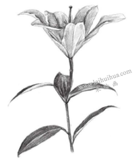 百合花素描畫法步驟05
