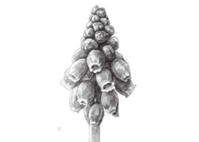 風(fēng)信子素描畫(huà)法步驟