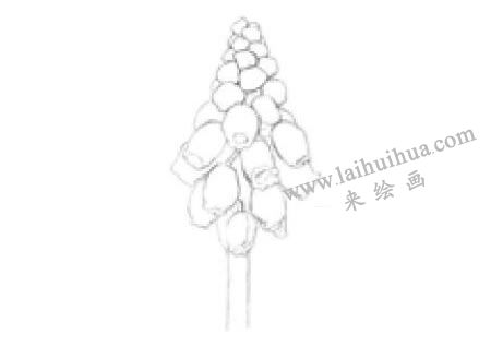 風(fēng)信子素描畫(huà)法步驟01