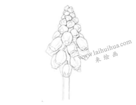 風(fēng)信子素描畫(huà)法步驟02