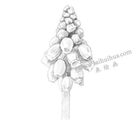 風(fēng)信子素描畫(huà)法步驟03