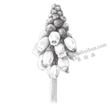風(fēng)信子素描畫(huà)法步驟04