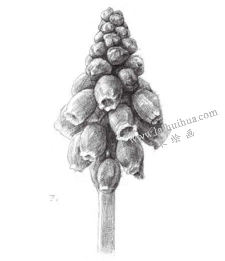 風(fēng)信子素描畫(huà)法步驟05