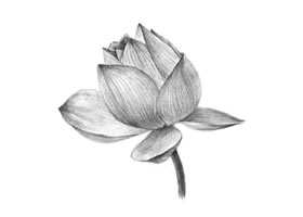 荷花素描畫(huà)法（二）