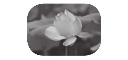 荷花素描畫(huà)法（二）