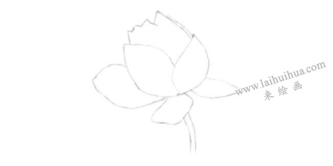 荷花的素描畫(huà)法步驟01