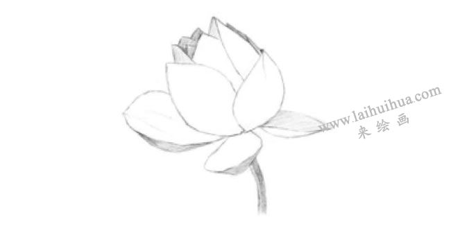 荷花的素描畫(huà)法步驟02
