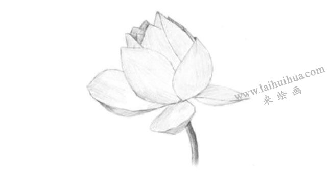 荷花的素描畫(huà)法步驟03