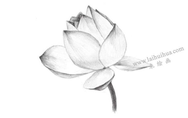 荷花的素描畫(huà)法步驟04