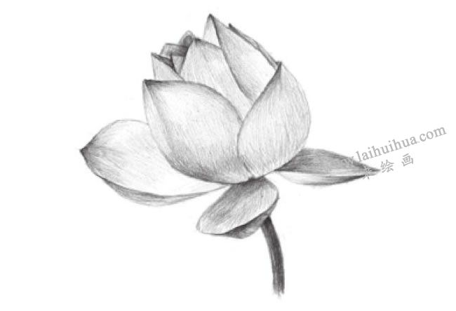 荷花的素描畫(huà)法步驟05