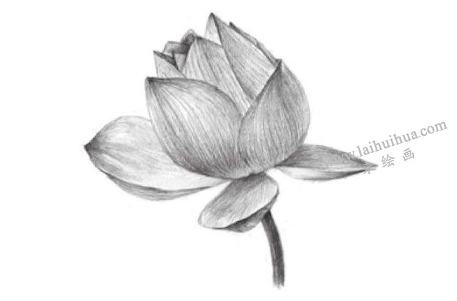 荷花的素描畫(huà)法步驟06