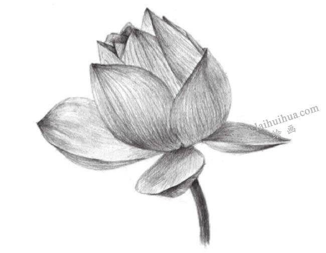 荷花的素描畫(huà)法步驟07