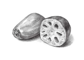 蓮藕的素描畫(huà)法