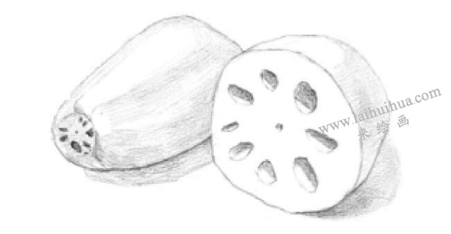 蓮藕的素描畫法步驟04
