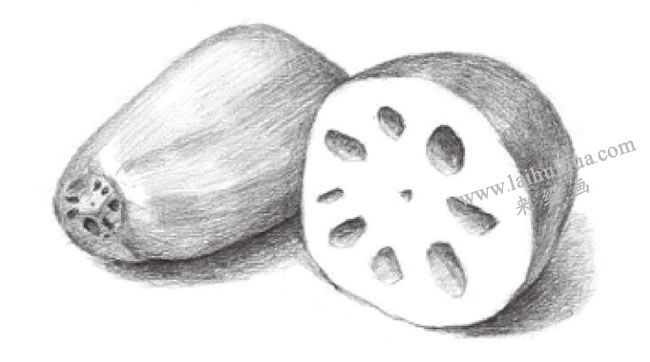 蓮藕的素描畫法步驟05