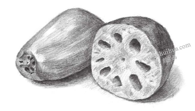 蓮藕的素描畫法步驟06