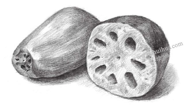 蓮藕的素描畫法步驟07
