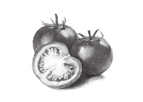 番茄的素描畫(huà)法