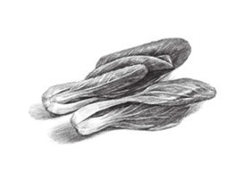 青菜素描畫(huà)法（二）