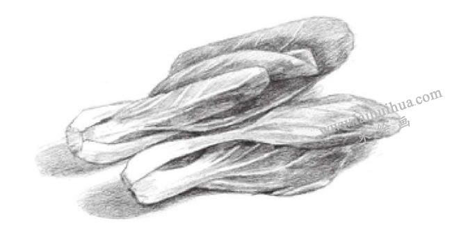青菜素描畫法步驟04
