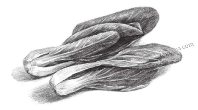青菜素描畫法步驟05