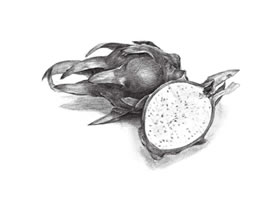 火龍果素描畫(huà)法（二）