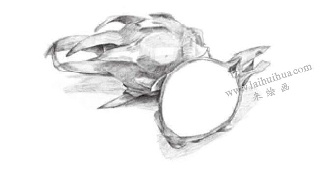 火龍果素描畫法步驟03