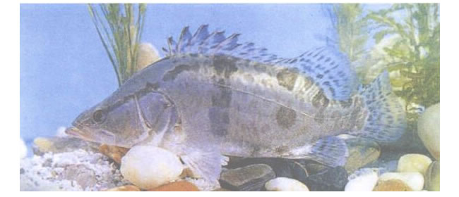 鱖魚國畫畫法（二）