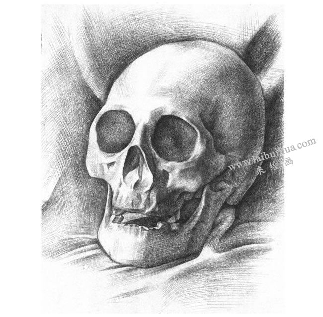 石膏頭骨素描畫(huà)法步驟05