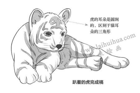 趴著的老虎卡通素描畫法步驟步驟03
