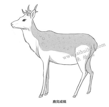 鹿的卡通漫畫素描畫法步驟03