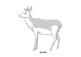 鹿的卡通漫畫素描畫法