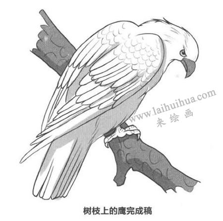 樹(shù)枝上的老鷹卡通素描畫(huà)法步驟03
