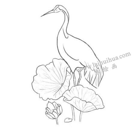 荷中鶴卡通素描畫法步驟02