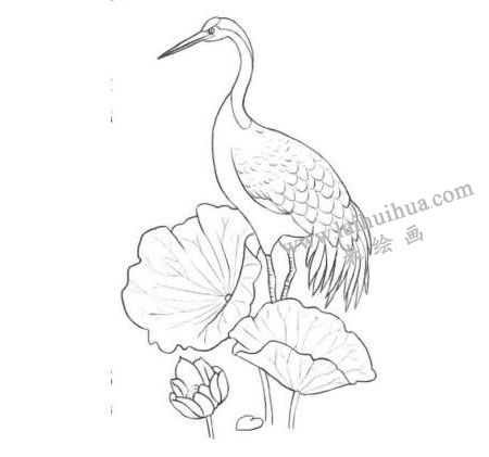 荷中鶴卡通素描畫法步驟03