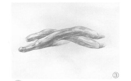 兩根黃瓜素描畫法步驟03