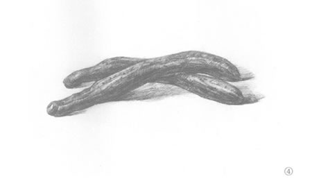 兩根黃瓜素描畫法步驟04